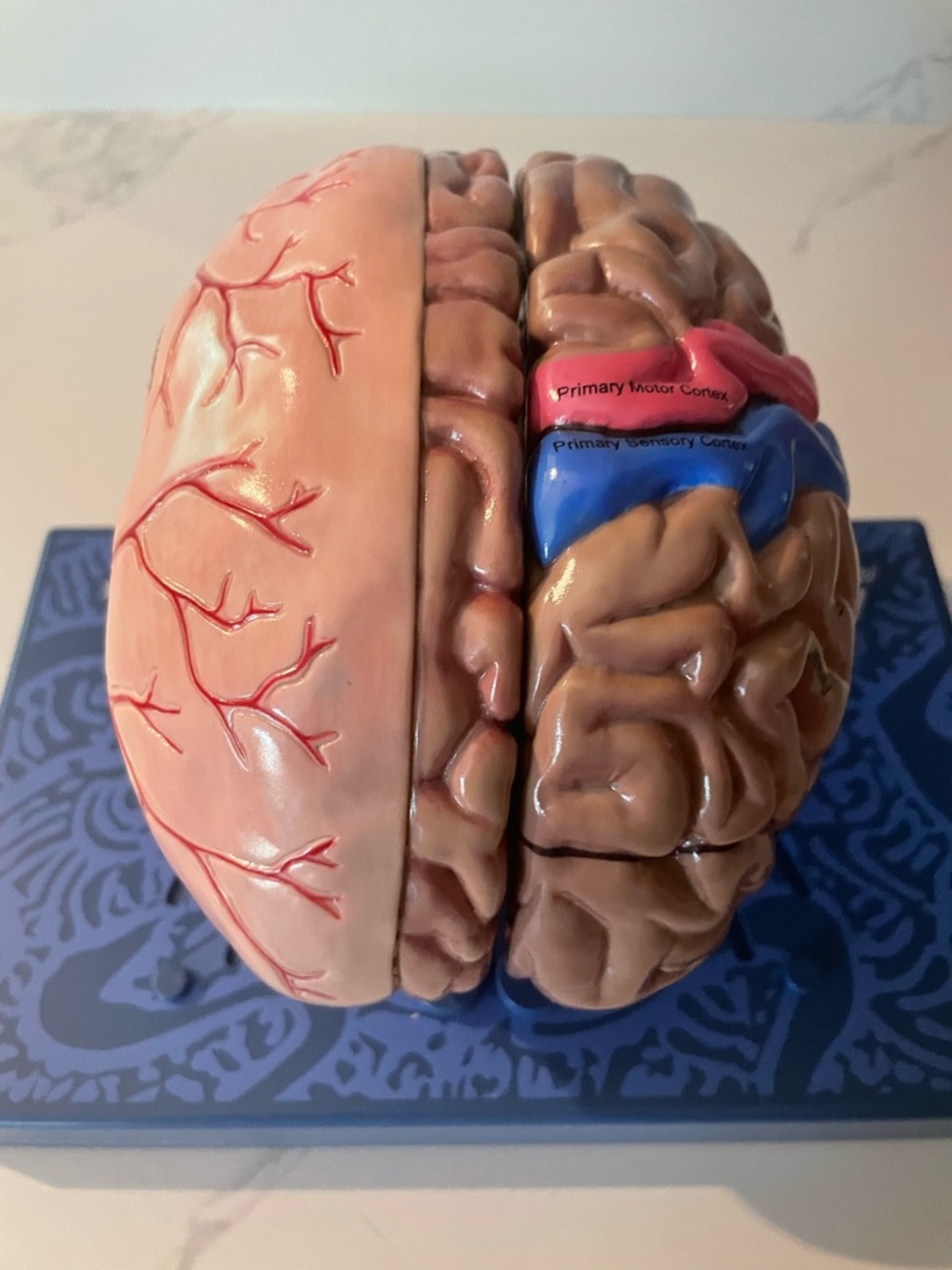 Merck Maxalt Brain Model - Picture 4 of 7